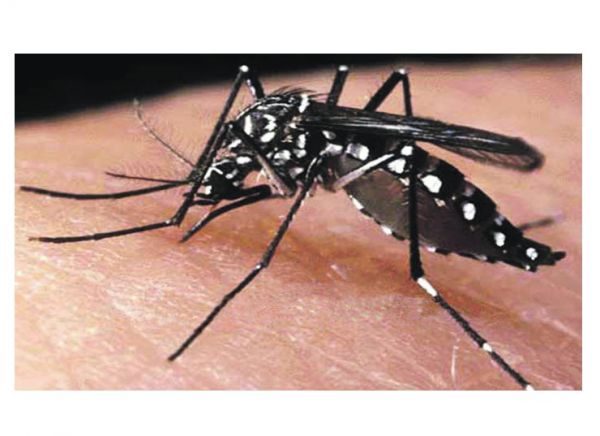 Detectan la presencia del mosquito portador del dengue en Fuerteventura