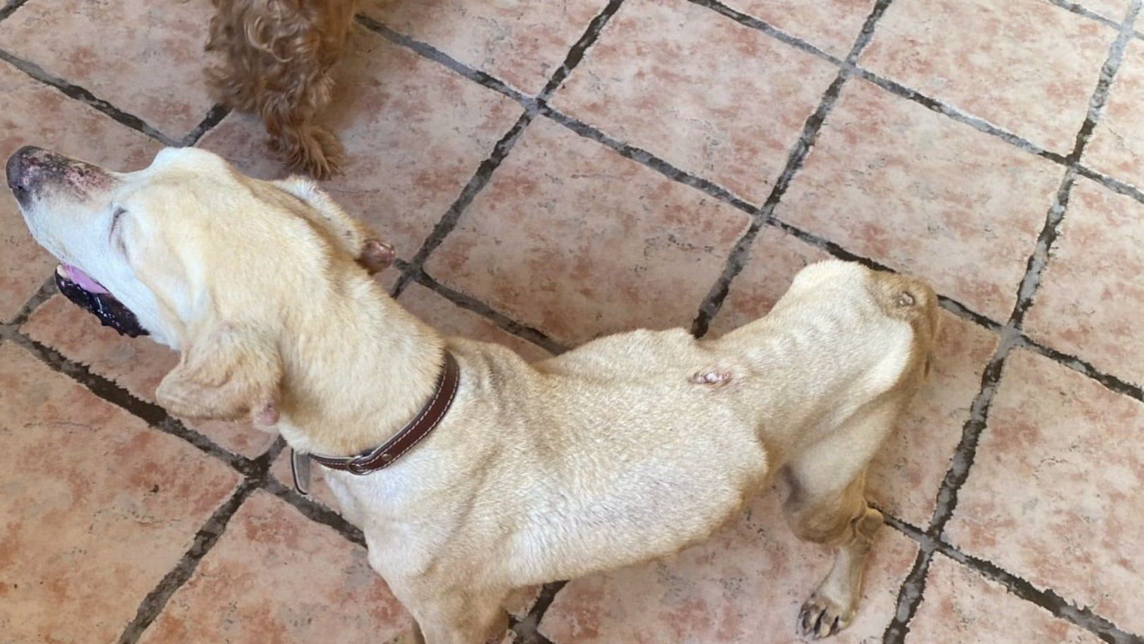 La Policía Local investiga un delito de maltrato animal por asestar hasta 14 puñaladas a un perro