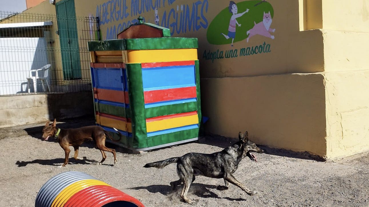 Nueva campaña de adopción del Albergue Municipal de Agüimes 
