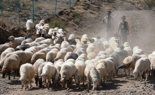 Canarias solicitará a la Comisión Europea el uso adelantado del Posei 