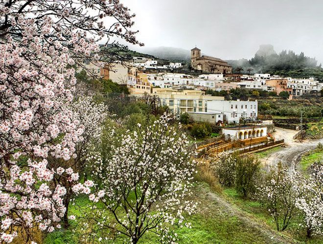 La Fiesta del almendro en flor de Puntagorda declarada Bien de Interés Turístico de Canarias