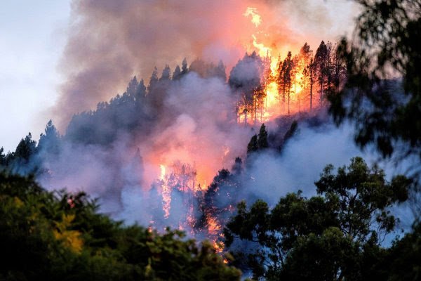 INCENDIO: Las llamas avanzan sin control en Gran Canaria, con más de 4 mil evacuados y con la isla en alerta naranja por altas temperaturas
