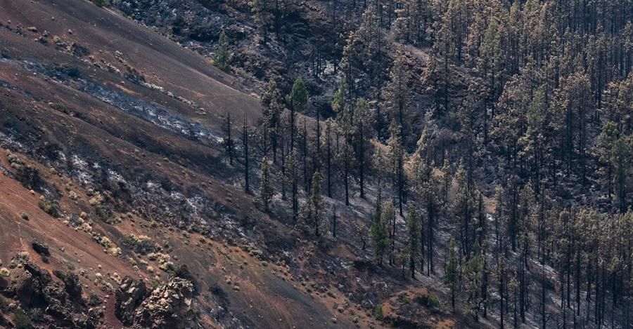 Reactivación del incendio forestal de Tenerife, los medios disponibles: ¡Activados!