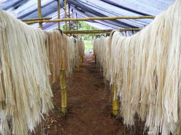 La ULPGC ha presentado un proyecto innovador para sustutir el plástico con fibras de plataneras