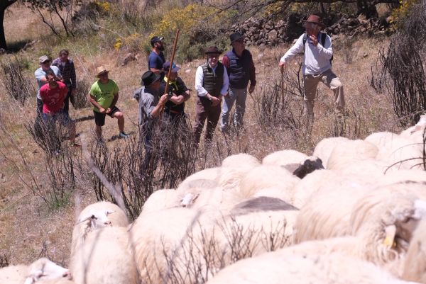 Las ovejas de ‘Pepe el de Pavón’ tiñen de blanco las cumbres grancanarias en su regreso a Guía para poner fin a la trashumancia de invierno