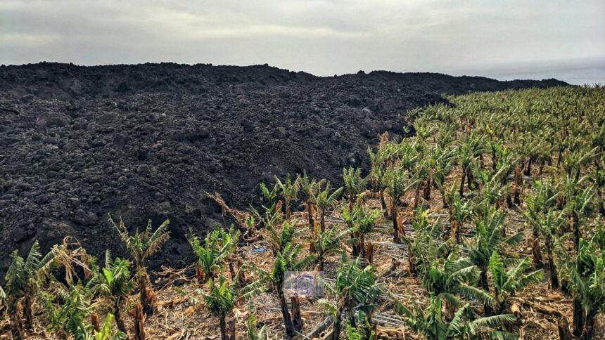 1.296 agricultores de La Palma tendrán que devolver 3,5 millones de ayudas
