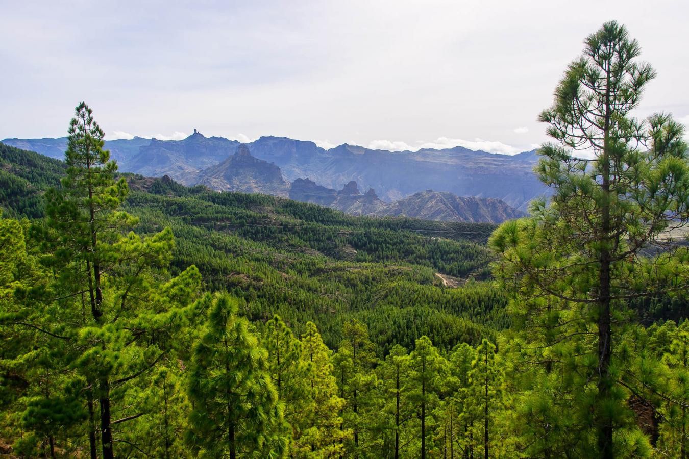 Transición Ecológica saca a información pública el nuevo Plan Forestal de Canarias
