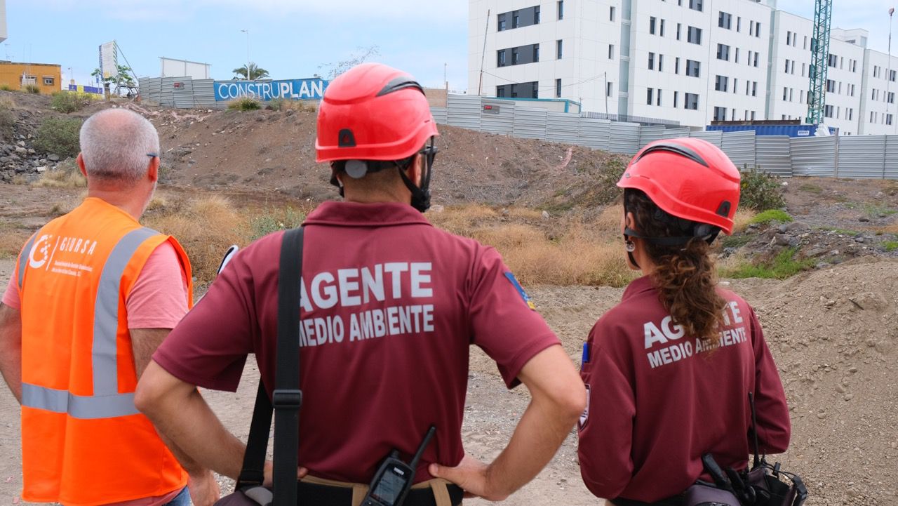 Rescatan lagartos en solares para construir viviendas públicas en Tamaraceite