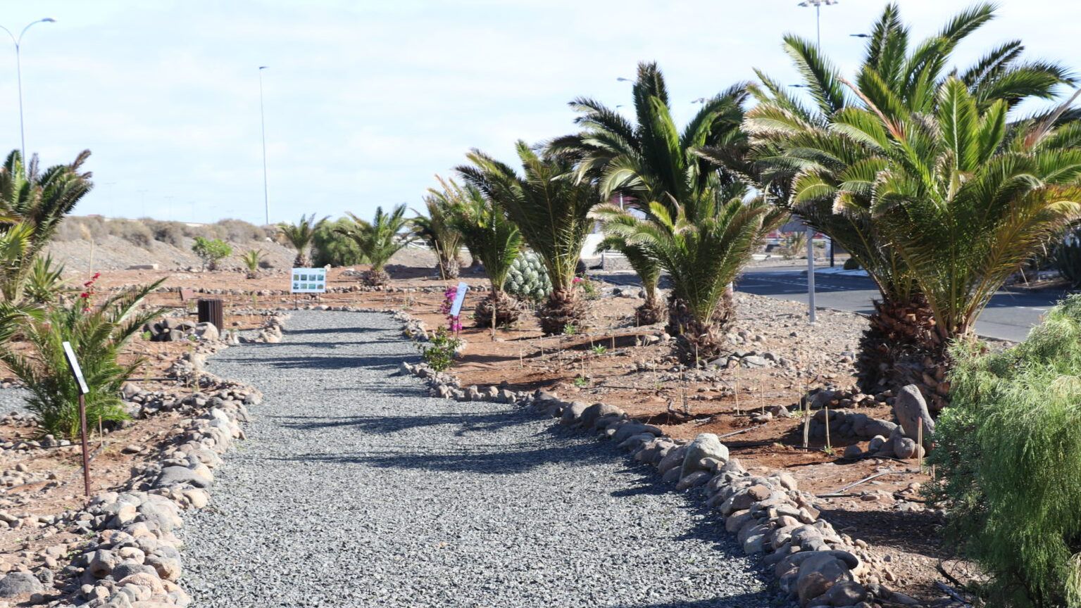 Nueva plantación de especies autóctonas en la Zona Industrial de Arinaga 