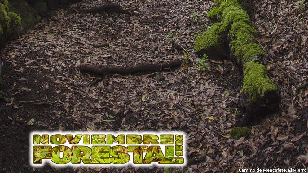 Telde acoge la exposición fotográfica Campus Laurus dentro del programa Noviembre Forestal 2025