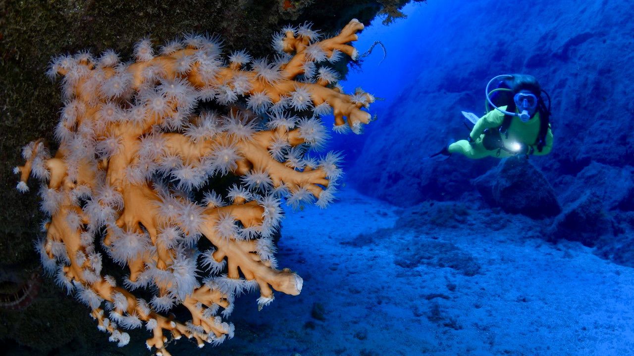 Finalizado el Campeonato de Canarias de Fotografía Submarina en Caleta de Fuste