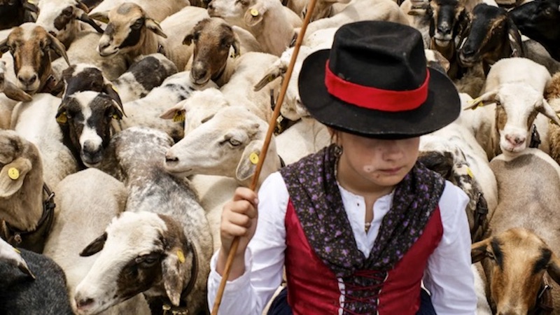 Tegueste reúne a 15.000 personas en su romería sin incidentes