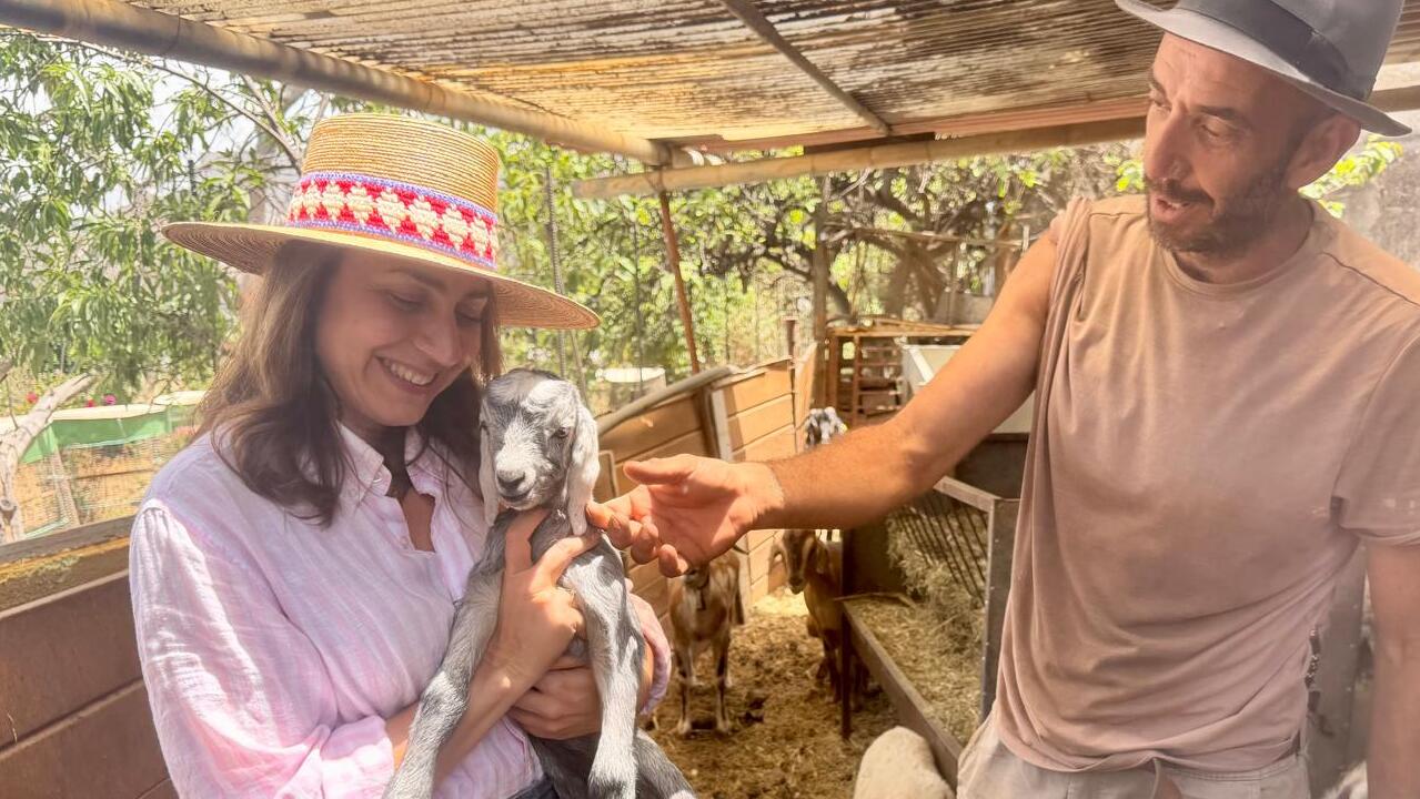 CC Gran Canaria quiere que se presuma de las razas autóctonas canarias como el podenco y la vaca canaria 