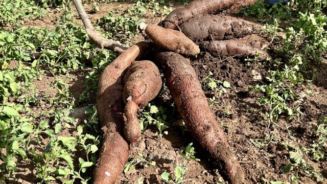 El cultivo de yuca cubana en Canarias es recomendado por su potencial como alimento para animales