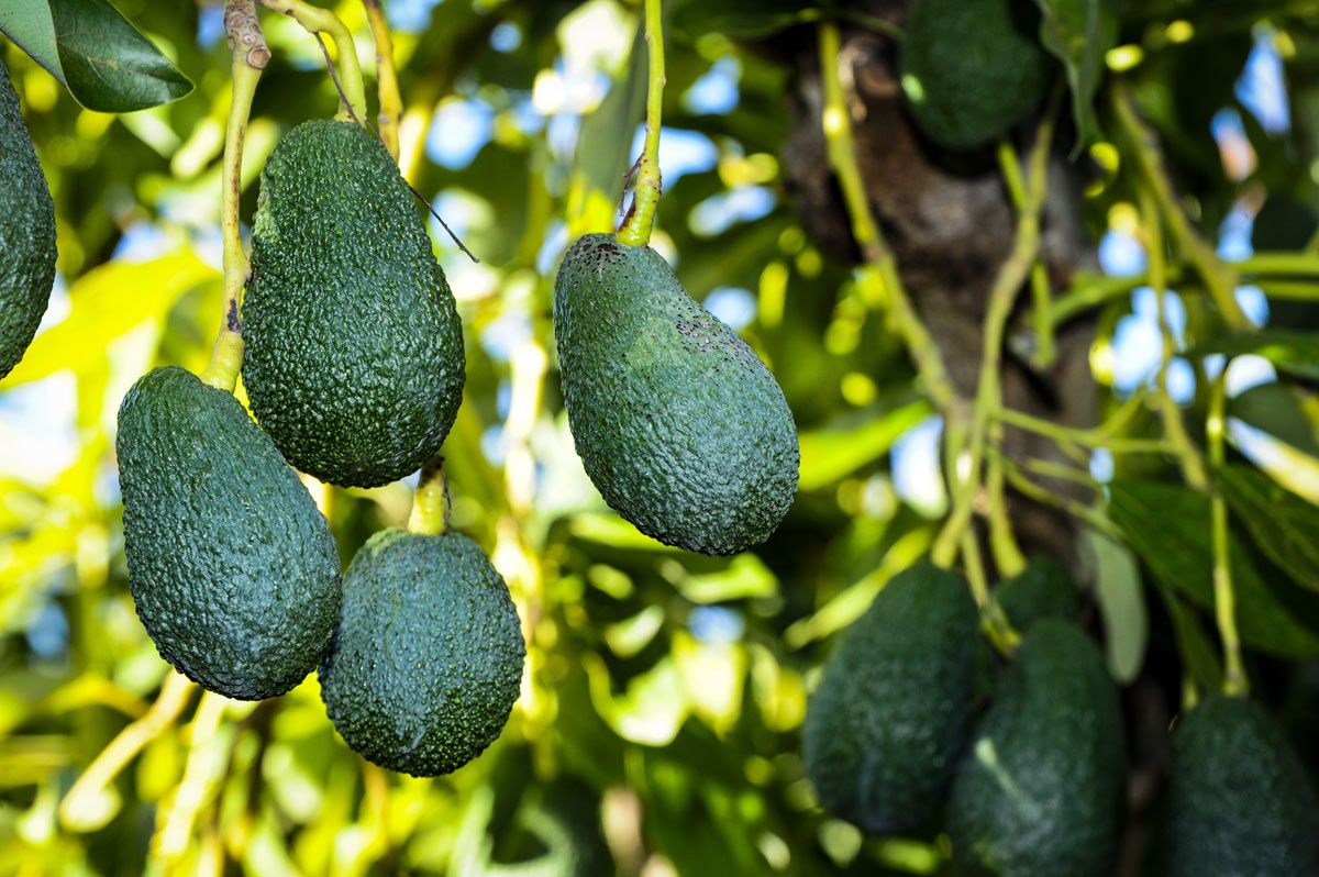 Investigan a cuatro hombres por robar en fincas de producción de aguacates de Arucas y Gáldar, en Gran Canaria