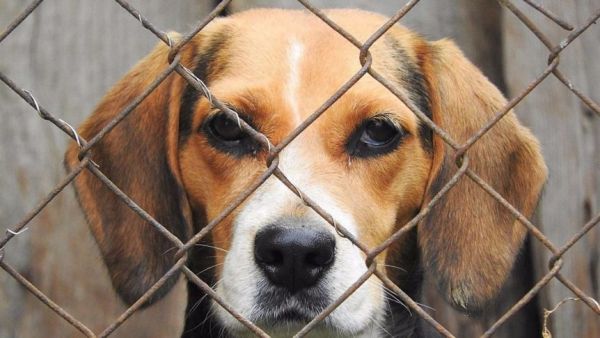 Gran Canaria registra una de las cifras más altas de Europa en abandono de animales