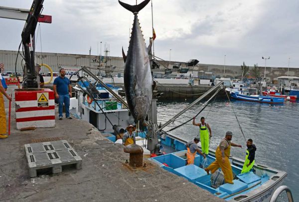 La temporada de pesca de ATÚN ROJO en Canarias se adelanta un mes
