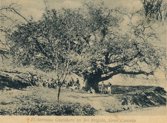 El árbol más alto de Gran Canaria es un eucalipto de 50 metros y 150 años de antigüedad ubicado en el Jardín de Corvo