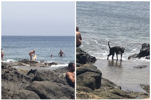 Las playas tendense de La Restinga, en Jinámar, y San Borondón, en La Garita, serán habilitadas para perros