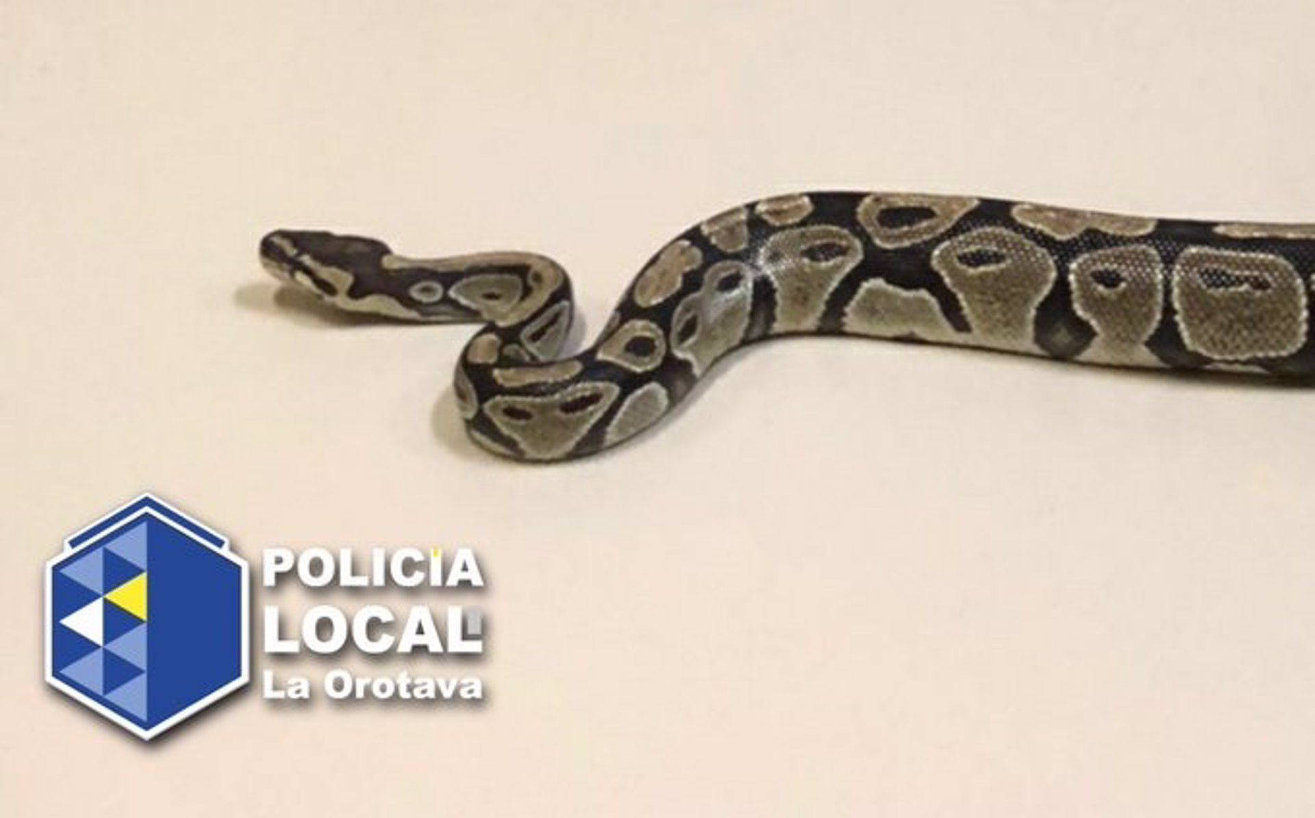 Capturan a una PITÓN en plena calle de La Orotava