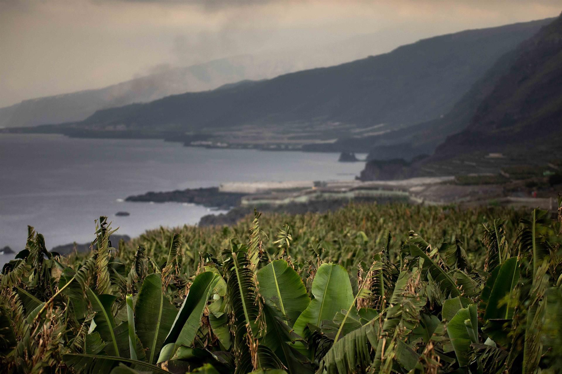 Se abona el primer pago de 70 millones de euros por la ayuda del POSEI al plátano