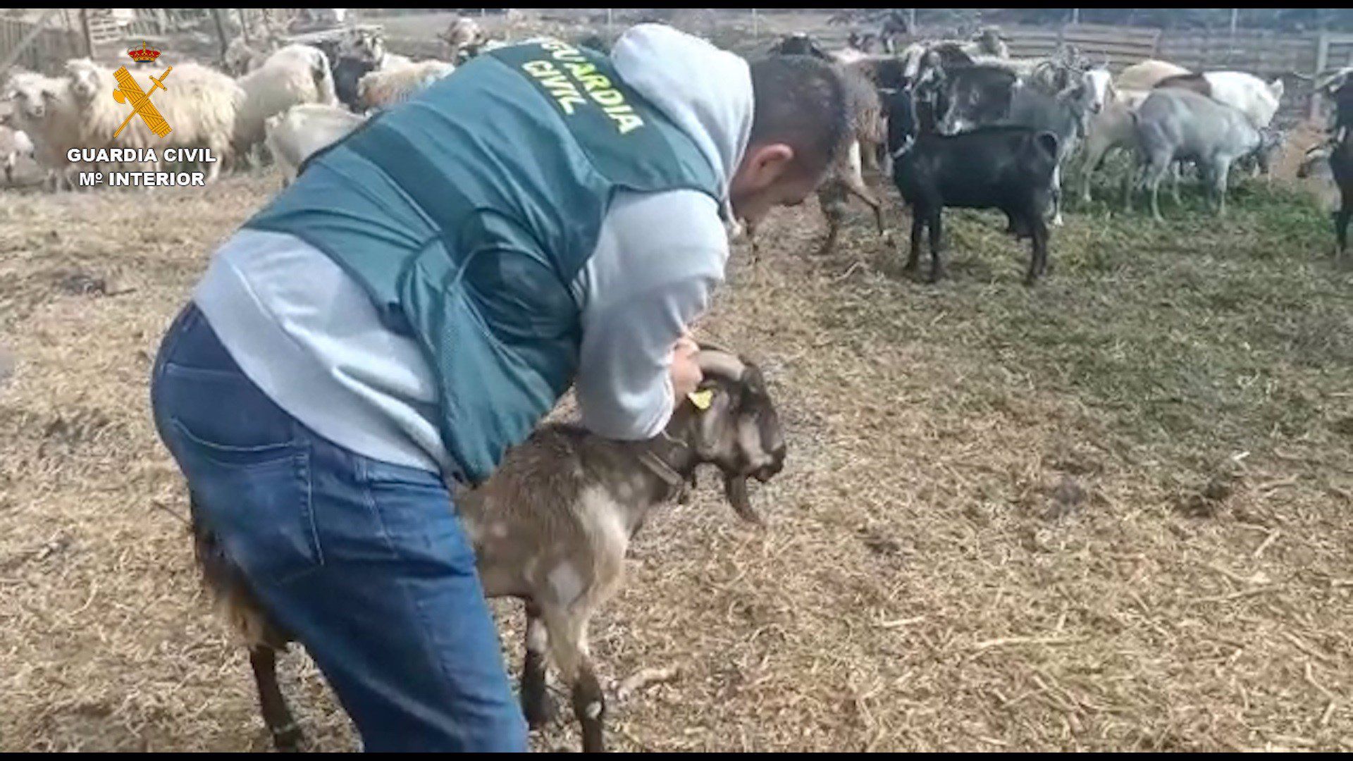  Detenido un hombre en Gran Canaria por vender animales que habían sido robados en explotaciones ganaderas