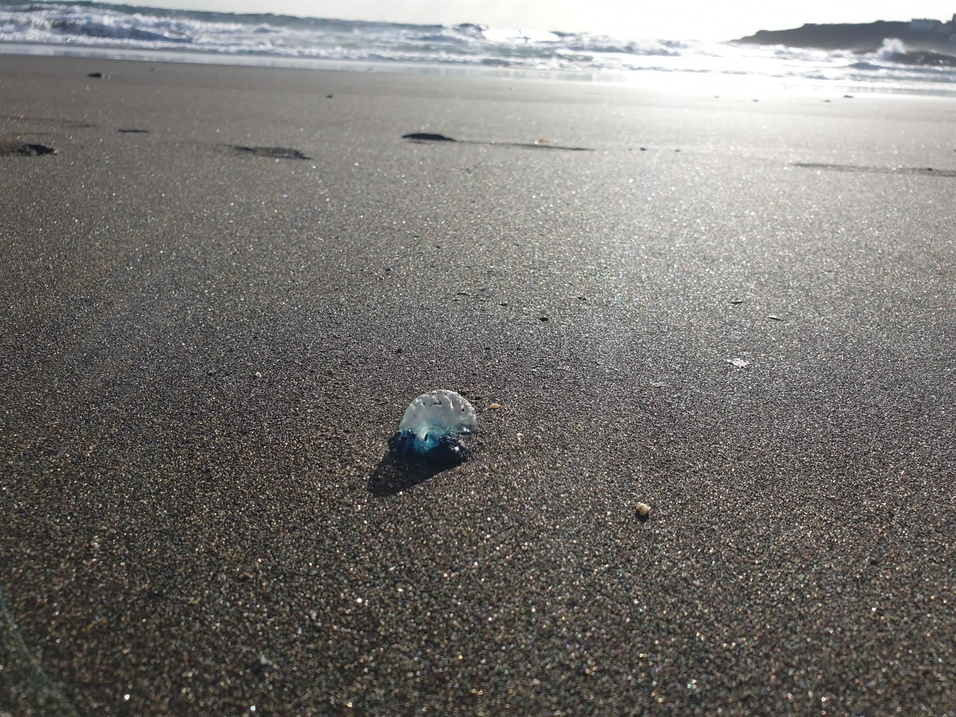 Telde (Gran Canaria) cierra las calas de Playa del Hombre y Hoya del Pozo por la presencia de aguavivas