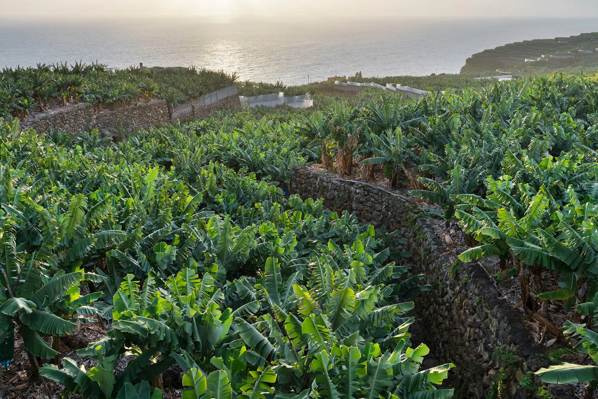 La ley de cadena alimentaria tendrá la 'enmienda canaria' que reconoce la singularidad del plátano