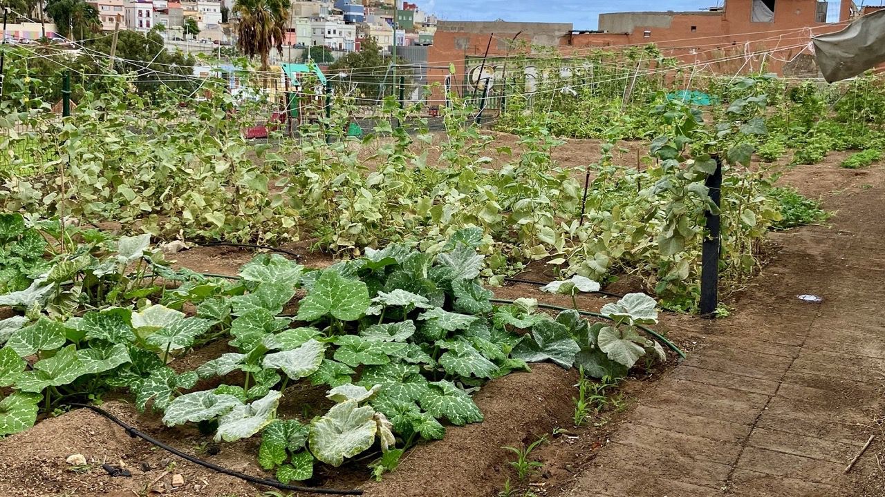 El Ayuntamiento promueve el autocultivo ecológico a través de formación gratuita