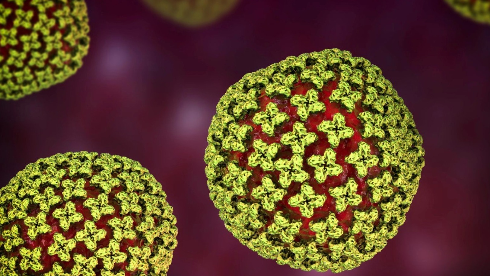 Nueva variante Covid: qué peligro tiene el hantavirus