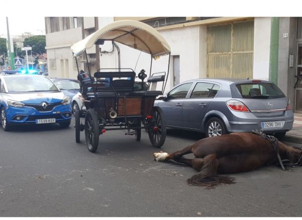 Muere un caballo del servicio de tartanas de LPGC en pleno 