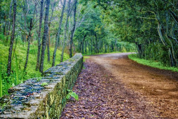 El Cabildo de Gran Canaria plantará 8.000 árboles en ocho fincas del norte para luchar contra los incendios forestales