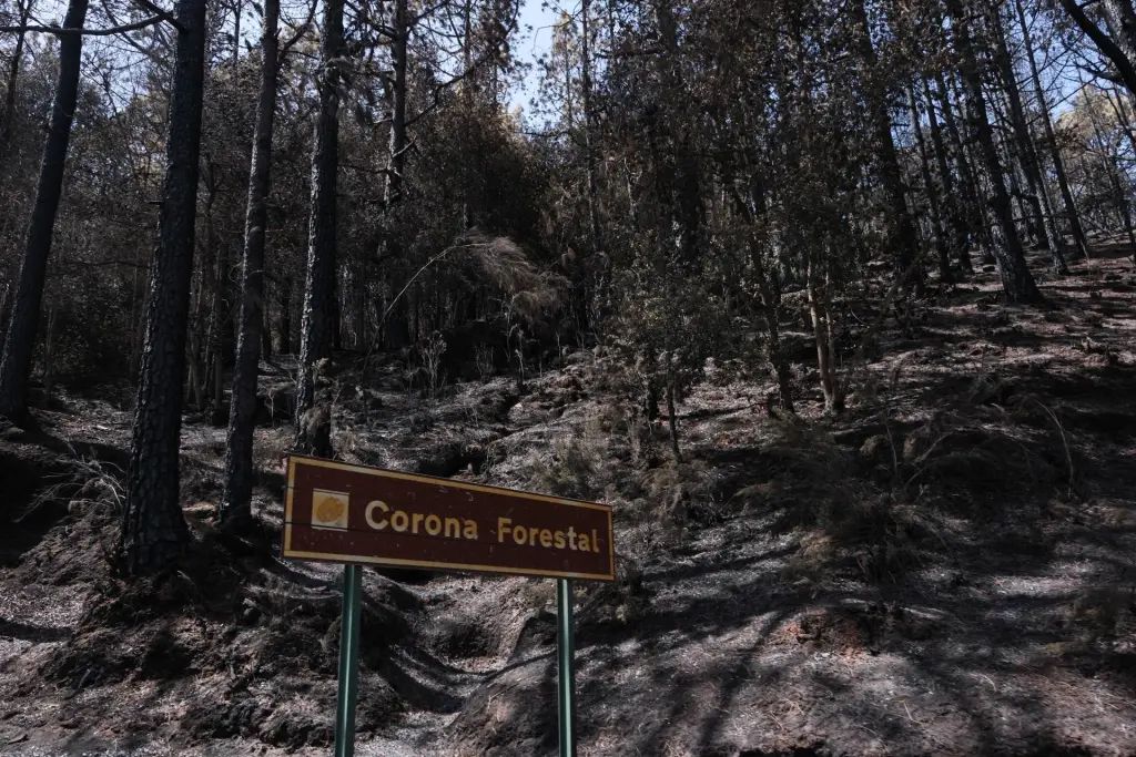 Estabilizado el incendio de Tenerife tras nueve días y más de 14.700 hectáreas quemadas en doce municipios