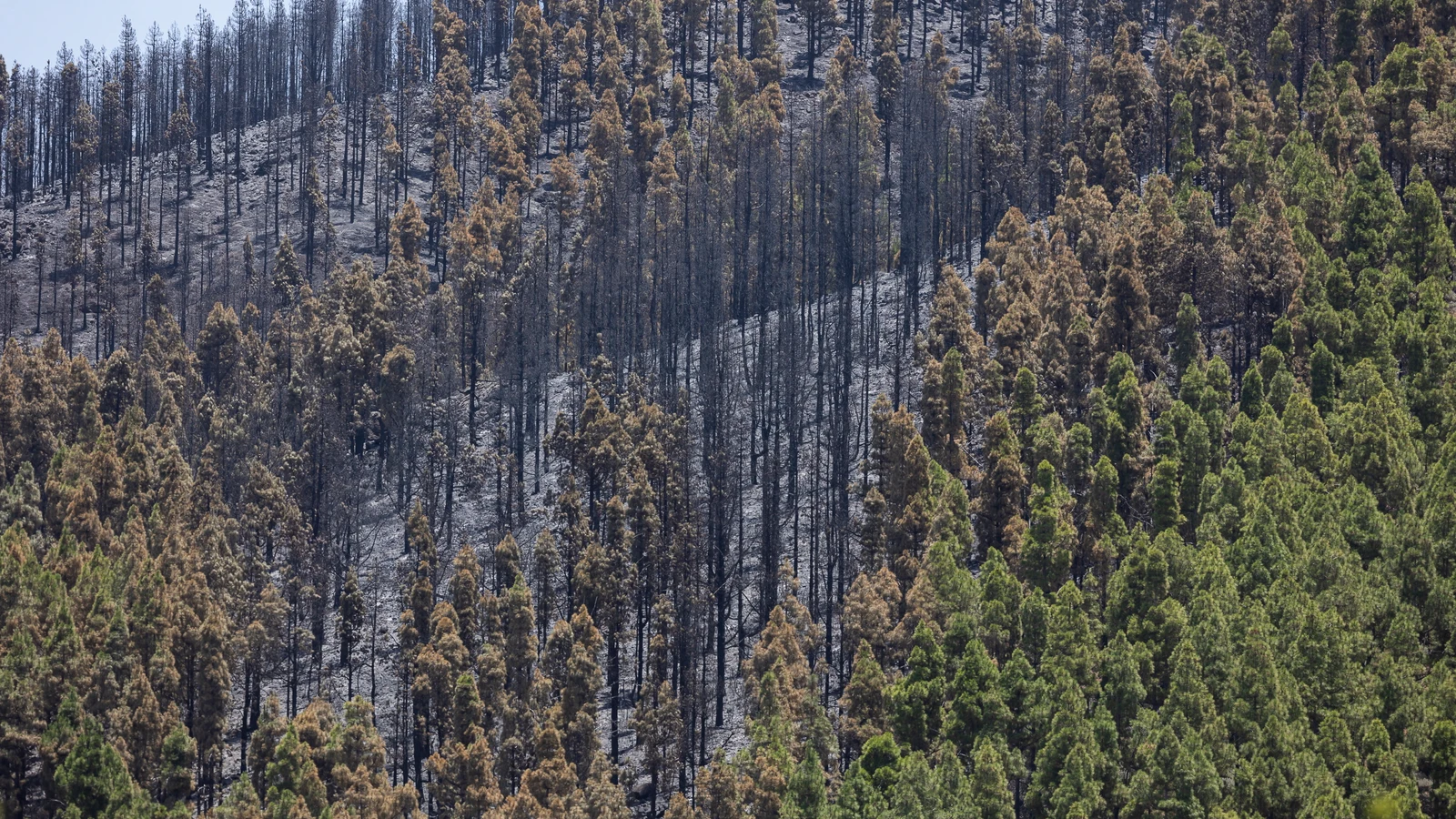 El incendio de Tejeda ha quedado estabilizado por completo esta madrugada